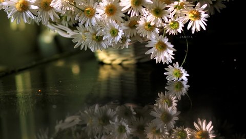 Обои цветы, отражение, ромашки, отрожение, flowers, reflection, chamomile, otrozhenie разрешение 2560x1707 Загрузить