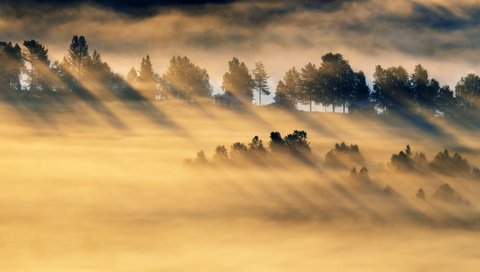 Обои деревья, лес, утро, туман, поле, trees, forest, morning, fog, field разрешение 5079x2857 Загрузить