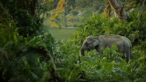 Обои слон, джунгли, заросли, elephant, jungle, thickets разрешение 2400x1481 Загрузить