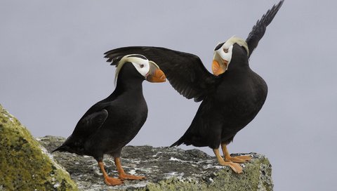 Обои скала, крылья, птицы, клюв, тупик, морская птица, топорок, rock, wings, birds, beak, stalled, sea bird разрешение 2048x1365 Загрузить