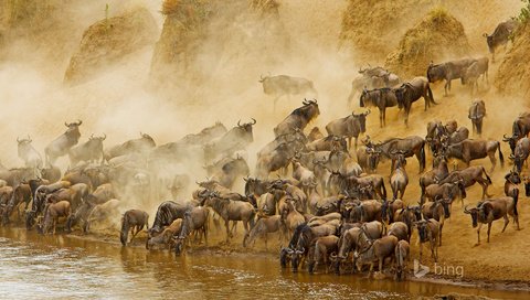 Обои река, африка, антилопа, кения, антилопа гну, masai mara national reserve, масаи мара, гну, river, africa, antelope, kenya, wildebeest, masai mara, gnu разрешение 1920x1200 Загрузить