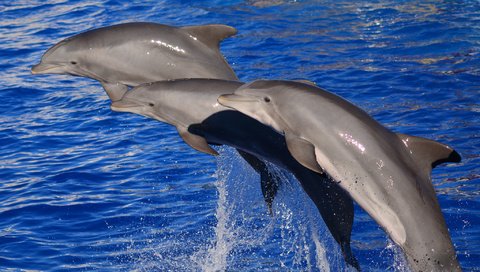 Обои вода, море, дельфины, млекопитающее, water, sea, dolphins, mammal разрешение 2048x1161 Загрузить
