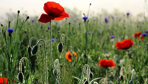 Обои цветы, бутоны, утро, лепестки, маки, весна, стебли, васильки, flowers, buds, morning, petals, maki, spring, stems, cornflowers разрешение 2048x1386 Загрузить