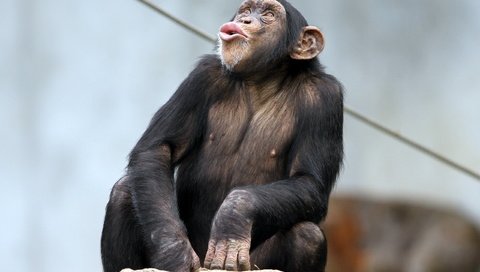 Обои природа, обезьяна, примат, карликовый шимпанзе, шимпанзе, nature, monkey, the primacy of, pygmy chimpanzee, chimpanzees разрешение 2560x1600 Загрузить