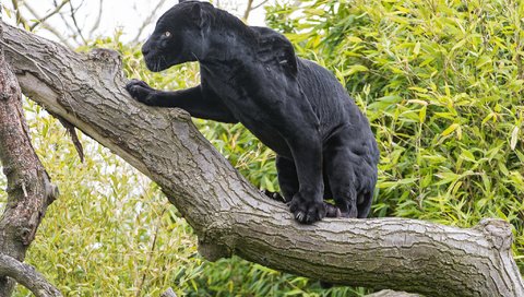 Обои дерево, кошка, черный, ягуар, пантера, ©tambako the jaguar, tree, cat, black, jaguar, panther разрешение 2048x1365 Загрузить