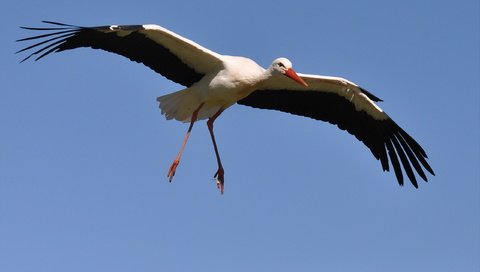 Обои небо, полет, крылья, птица, клюв, перья, аист, белый аист, the sky, flight, wings, bird, beak, feathers, stork разрешение 2560x1707 Загрузить