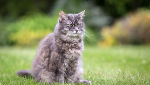 Обои трава, лето, кошка, сидит, серая, лужайка, пушистая, grass, summer, cat, sitting, grey, lawn, fluffy разрешение 3000x2000 Загрузить