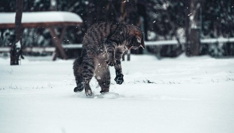 Обои снег, зима, кот, snow, winter, cat разрешение 2048x1331 Загрузить