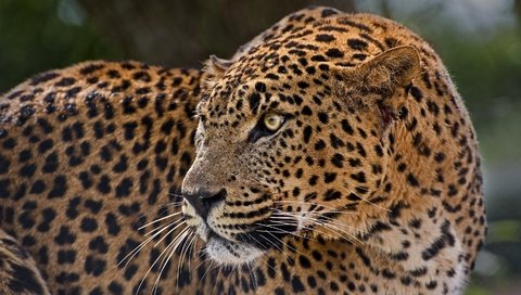 Обои леопард, пятна, хищник, профиль, дикая кошка, настороженность, leopard, spot, predator, profile, wild cat, alertness разрешение 3000x1980 Загрузить