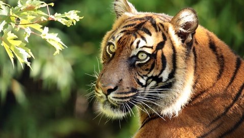 Обои тигр, морда, ветка, портрет, хищник, суматранский тигр, tiger, face, branch, portrait, predator, sumatran tiger разрешение 4400x2960 Загрузить