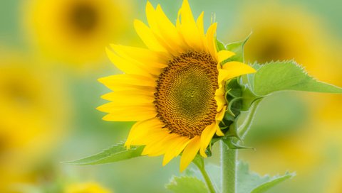 Обои макро, поле, лепестки, подсолнух, macro, field, petals, sunflower разрешение 2048x1365 Загрузить