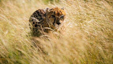 Обои трава, африка, охота, гепард, grass, africa, hunting, cheetah разрешение 2000x1331 Загрузить