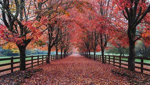 Обои листья, парк, осень, leaves, park, autumn разрешение 2048x1152 Загрузить