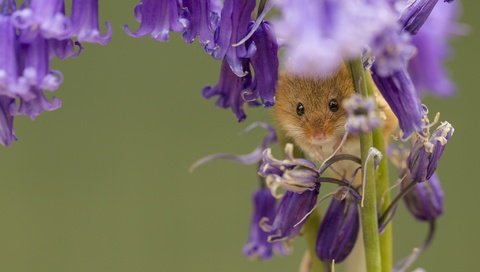 Обои цветы, макро, колокольчики, мышка, harvest mouse, мышь-малютка, flowers, macro, bells, mouse, the mouse is tiny разрешение 2048x1307 Загрузить