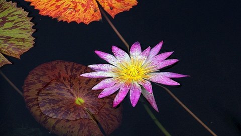 Обои цветок, флора, водяная лилия, водная лилия, flower, flora, water lily разрешение 2880x2127 Загрузить