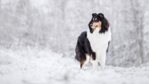 Обои снег, зима, собака, колли, шотландская овчарка, snow, winter, dog, collie, scottish shepherd разрешение 3600x2086 Загрузить