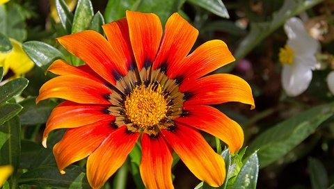 Обои цветок, флора, газания, flower, flora, gazania разрешение 4252x3402 Загрузить