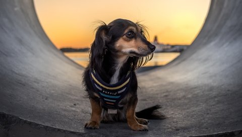 Обои взгляд, собака, друг, такса, труба, look, dog, each, dachshund, pipe разрешение 2048x1335 Загрузить