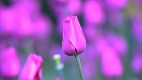 Обои цветы, природа, лепестки, тюльпаны, завод, тюльпан, стебель, цветком, flowers, nature, petals, tulips, plant, tulip, stem, flower разрешение 1920x1200 Загрузить
