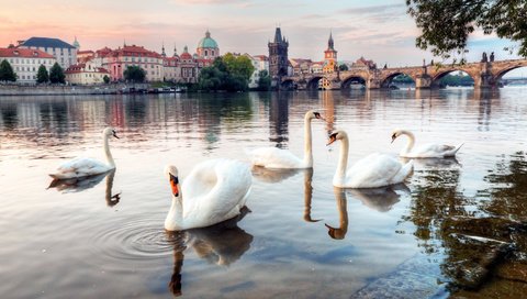 Обои река, мост, лебеди, river, bridge, swans разрешение 1920x1080 Загрузить