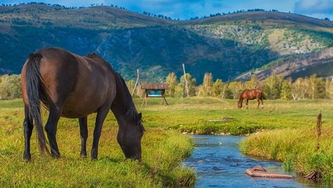 Обои река, горы, лошади, кони, речушка, пасутся, river, mountains, horse, horses, grazing разрешение 1920x1200 Загрузить