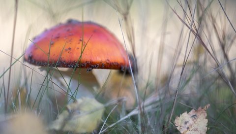 Обои природа, осень, гриб, nature, autumn, mushroom разрешение 4884x3173 Загрузить