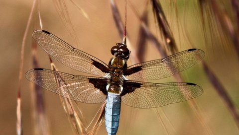 Обои глаза, трава, насекомое, крылья, стрекоза, колоски, eyes, grass, insect, wings, dragonfly, spikelets разрешение 2048x1656 Загрузить