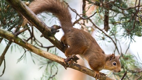 Обои дерево, рыжая, белка, зверек, хвост, tree, red, protein, animal, tail разрешение 2048x1354 Загрузить