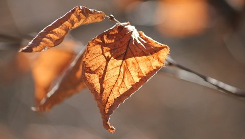 Обои природа, листья, осень, nature, leaves, autumn разрешение 5184x3456 Загрузить