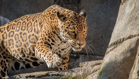 Обои скалы, камни, хищник, ягуар, дикая кошка, rocks, stones, predator, jaguar, wild cat разрешение 2048x1367 Загрузить