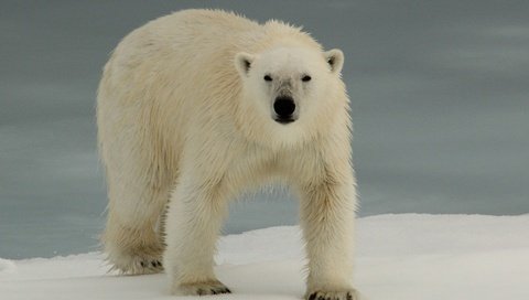 Обои животные, полярный медведь, медведь, белый медведь, animals, polar bear, bear разрешение 2880x1920 Загрузить