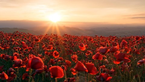 Обои цветы, горы, солнце, закат, поле, маки, flowers, mountains, the sun, sunset, field, maki разрешение 1920x1080 Загрузить