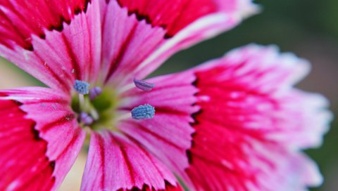 Обои макро, цветок, лепестки, гвоздика, macro, flower, petals, carnation разрешение 2048x1362 Загрузить