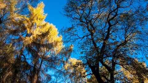 Обои небо, деревья, осень, the sky, trees, autumn разрешение 2048x1360 Загрузить