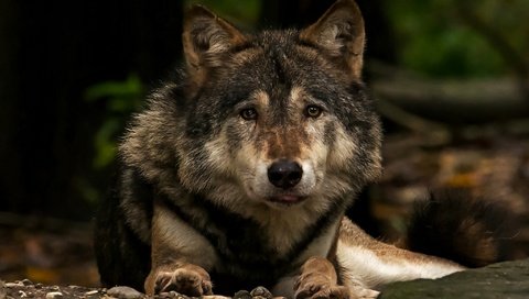 Обои морда, взгляд, хищник, волк, face, look, predator, wolf разрешение 2048x1364 Загрузить