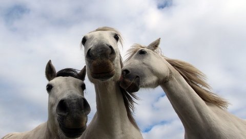 Обои природа, фон, кони, nature, background, horses разрешение 2048x1367 Загрузить