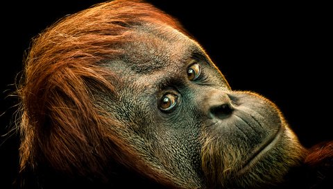 Обои морда, взгляд, обезьяна, примат, орангутанг, орангутан, ape, primate, face, look, monkey, the primacy of, orangutan разрешение 2500x1835 Загрузить
