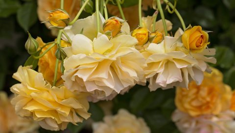 Обои цветы, бутоны, розы, лепестки, жёлтые розы, flowers, buds, roses, petals, yellow roses разрешение 2048x1389 Загрузить