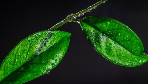 Обои ветка, листья, макро, капли, branch, leaves, macro, drops разрешение 4288x2848 Загрузить