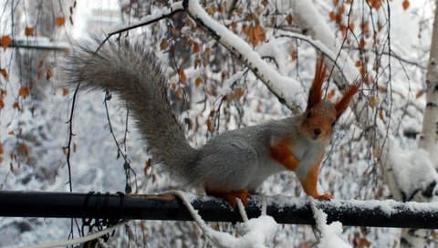 Обои снег, зима, животные, белки, ветками, squirrels, филиалы, животно е, snow, winter, animals, proteins, branches разрешение 1920x1200 Загрузить