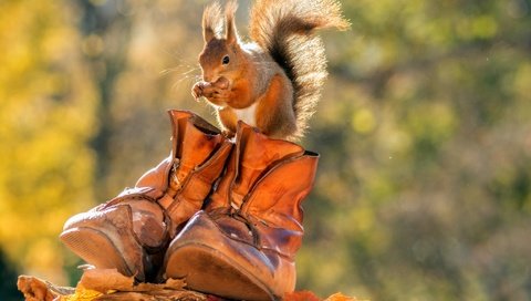 Обои листья, осень, животное, белка, орех, ботинки, грызун, leaves, autumn, animal, protein, walnut, shoes, rodent разрешение 2048x1365 Загрузить