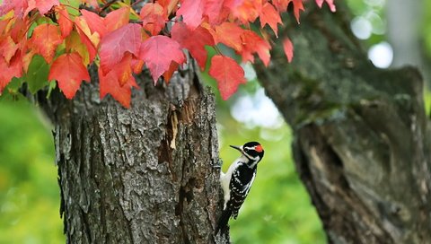 Обои дерево, осень, птица, дятел, tree, autumn, bird, woodpecker разрешение 2048x1365 Загрузить