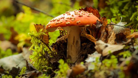 Обои природа, осень, гриб, мухомор, nature, autumn, mushroom разрешение 4272x2478 Загрузить