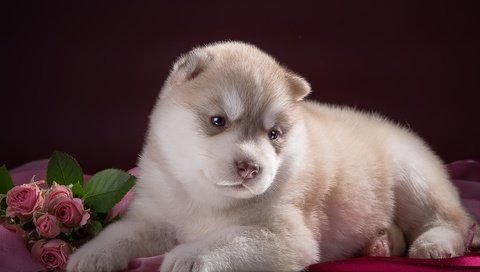 Обои цветы, розы, щенок, хаски, милый, flowers, roses, puppy, husky, cute разрешение 2400x1487 Загрузить