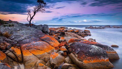 Обои дерево, камни, берег, закат, море, австралия, тасмания, tree, stones, shore, sunset, sea, australia, tasmania разрешение 2048x1365 Загрузить