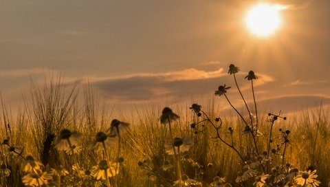 Обои закат, поле, ромашки, sunset, field, chamomile разрешение 5184x3218 Загрузить