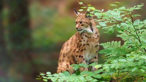 Обои листья, рысь, ветки, хищник, дикая кошка, leaves, lynx, branches, predator, wild cat разрешение 2560x1920 Загрузить