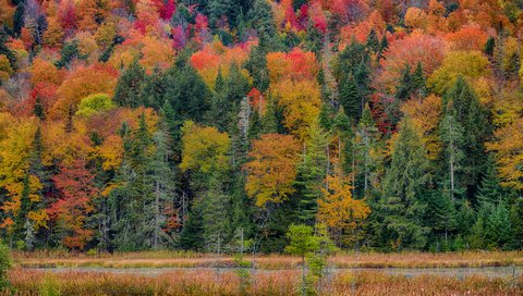 Обои дорога, трава, деревья, лес, пейзаж, склон, осень, road, grass, trees, forest, landscape, slope, autumn разрешение 2000x1331 Загрузить