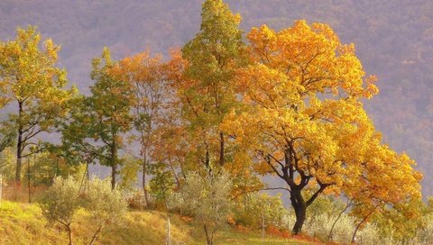 Обои деревья, холмы, пейзаж, осень, trees, hills, landscape, autumn разрешение 2880x2160 Загрузить