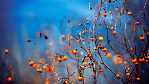 Обои ветки, осень, ягоды, плоды, branches, autumn, berries, fruit разрешение 2048x1152 Загрузить